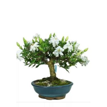 Imagem de Bonsai de jasmin Anã vaso de porcelana vietnamita 7 anos - Green house