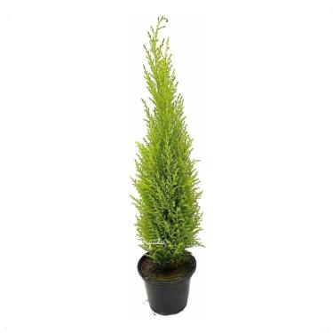 Imagem de Pinheiro Árvore De Natal Tuia Holandesa Planta Natural