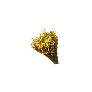 Imagem de Buque De Flor Seca Estrelinha - Variações - Pense Flores, Amarelo
