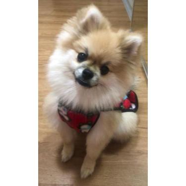 Imagem de Roupa de Soft para Pet, Macho, tamanho 6 - Concept Pet