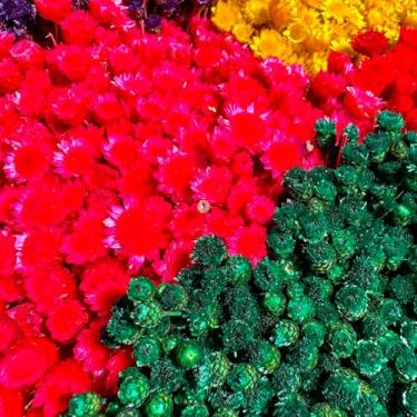 Imagem de Flor Sempre Viva Botão Jazida, Flores Secas Naturais para Decoração, Buquê Artesanal (VERDE)