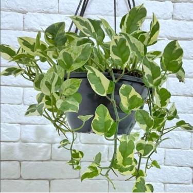 Imagem de Planta Jibóia Njoy (Epipremnum Aureum Njoy) - Verdadeira Inspira Flora