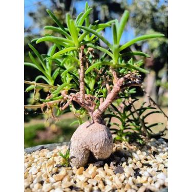 Imagem de Delosperma Napiforme - Suculenta com Raiz Tuberosa e Flores Vibrantes 