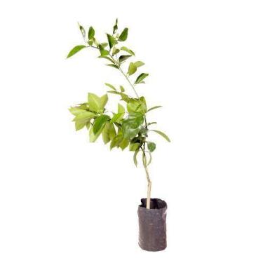 Imagem de Muda de Laranja Valencia Altura de 0,40 cm a 0,80 cm - AMK - Jardinage