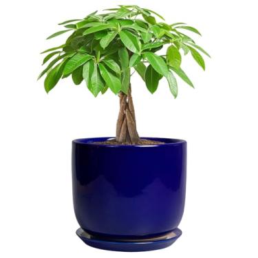 Imagem de SUNPOTFOR Vaso de flores de cerâmica de 17,8 cm - cilindro de 17,8 cm para cactos, orquídeas com orifício de drenagem e pires, decoração de mesa de escritório em casa, azul