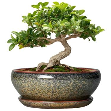 Imagem de SQOWL Vasos de bonsai pequenos - vasos de cerâmica para suculentas de 15 cm com orifício de drenagem e pires, vaso redondo raso para plantas de interior e exterior, plantador de cacto de cerâmica