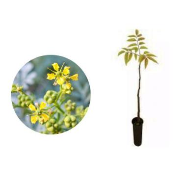 Imagem de Muda de Guarita 20 a 40cm AMK - Plantas Online - AMK Jardinagem e Pais