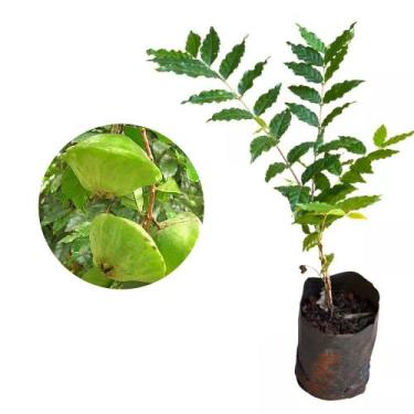 Imagem de Muda de Cambuci 20 a 40cm AMK - Plantas Online - AMK Jardinagem e Pais