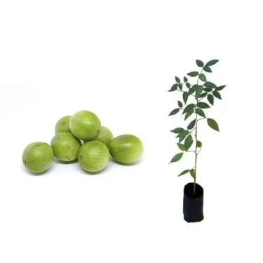 Imagem de Muda de Umbu 20 a 40cm AMK - Plantas Online - AMK Jardinagem e Paisagi