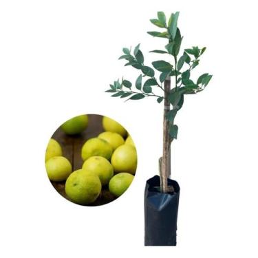 Imagem de Kit Com 3 Mudas De Limão Galego Enxertado - Amk - Jardinagem E Paisagi