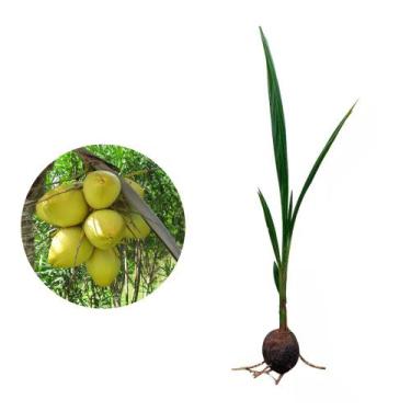 Imagem de Kit 10 Mudas de Coco Anao Verde 50 a 80cm AMK Plantas Online - AMK Jar
