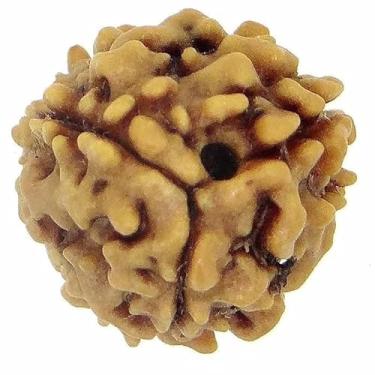 Imagem de EDMIRIA Miçangas Rudraksha Nepalês 2 Mukhi 3 Faces, 4 Mukhi, 5 Faces, 6 Mukhi, 7 Mukhi Certified Natural Himalaia Rudrakhsha Beads para cura, Pooja, meditação, oração, Japa, Madeira, Sem Pedra