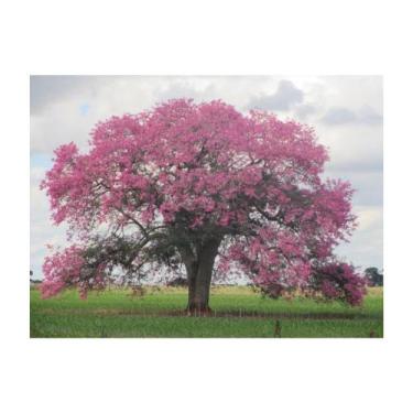 Imagem de Ipê Rosa Bálsamo/ Ipê El Salvador - 1gr/ 55 Sementes Aproximado