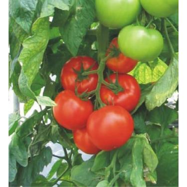 Imagem de Tomate Hibrido Akrai - 168mg / 50 Sementes - Isla