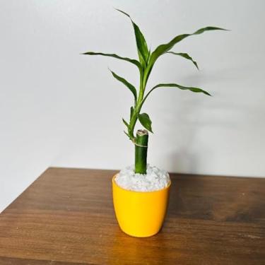 Imagem de Bamboo da Sorte com Vaso Decorativo Planta Feng Shui Prosperidade e Energia Positiva para Sala, Escritório Ideal para Moradores e Profissionais da Decoração Interior(1,Amarelo)