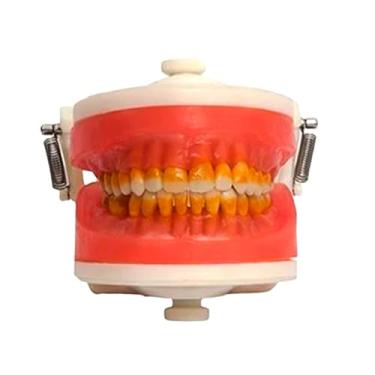 Imagem de Manequim Odontológico PD110 com Dentes para Periodontia e Cirurgia, 7 Dentes Inclusos, Gengiva Flexível, para Treinamento em Odontologia