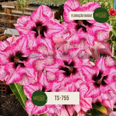 Imagem de Planta Rosa do Deserto Flor Dobrada Delicada riscadinha floração buque