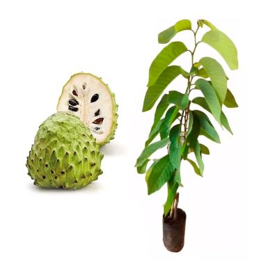 Imagem de AMK Jardinagem e Paisagismo, Muda de Atemoia 20 a 40cm AMK - Plantas Online