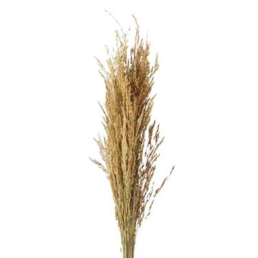 Imagem de Capim Arroz Tradicional Desidratado - Pense Flores
