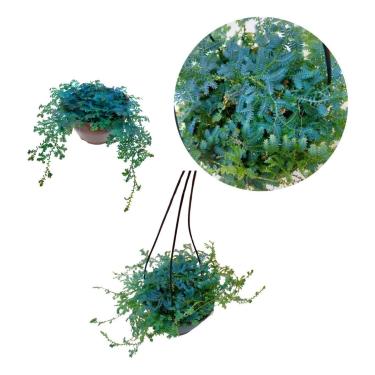 Imagem de Kit 2 Muda Samambaia Azul Selaginella Uncinata Planta Rara