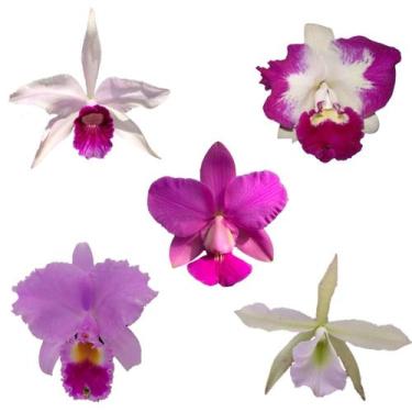 Imagem de Kit 5 Orquideas Cattleya Adultas - orquivitro