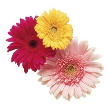 Imagem de Placa Decorativa Quadro Flores Impressão Direta Mdf 20x30cm - ARTSIM