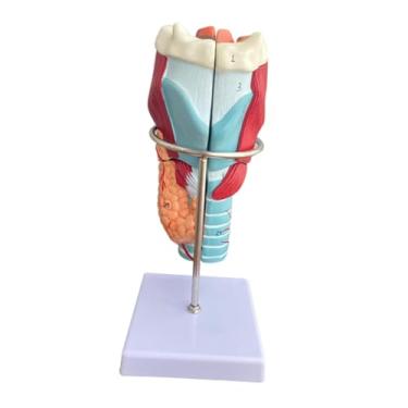 Imagem de Esquirla Ferramenta de exibição educacional de modelo anatômico de laringe humana, ampliada 2x, com base, modelo de faringe, auxílio didático para sala de aula