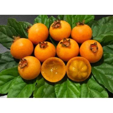 Imagem de Muda Guabiroba Crespa - no-brand, G-pacote 70 cm a 90 cm