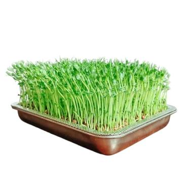 Imagem de Bandeja De Germinação,Cultivador De Plantas Com Malha De Aço Inoxidável De Grande Capacidade - Bandeja De Cultivo Mini Para Plantas,Para Relva Interior Exterior Jardim Casa Escritório