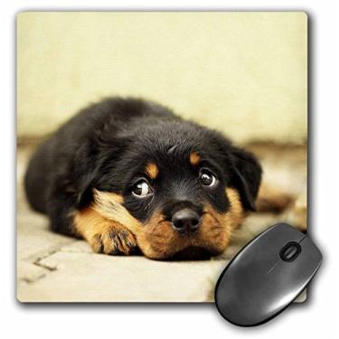 Imagem de Rottweiler. Filhote de cachorro. Melhor amigo. - Mouse Pad, 8 x 8 polegadas (mp_220716_1)