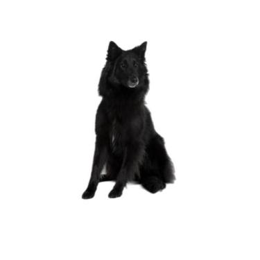 Imagem de Tapete Higiênico Lavável Pet Em Oferta Kit 2Un M 60X80 Cm - Shelby Mod