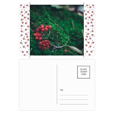 Imagem de Frutas vermelhas Florestais Ciência Cenário Natureza Natal Flor Celebração Cartão Postal Cartão Bênção