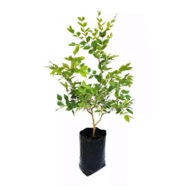 Imagem de Muda de Jabuticaba Hibrida Altura 0,40 cm a 0,80 - Plantas