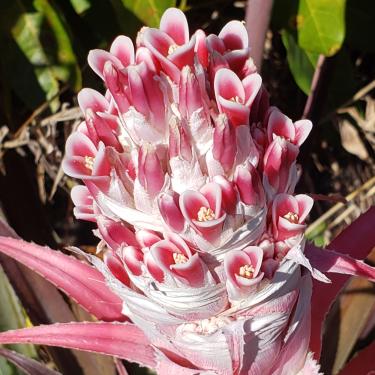 Imagem de Bromélia interior - Planta