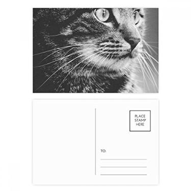 Imagem de Conjunto de cartão postal de aniversário com perfil de gato preto e branco