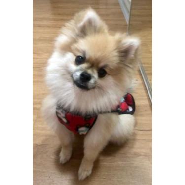 Imagem de Roupa de Soft para Pet, Macho, tamanho 3 - Concept Pet