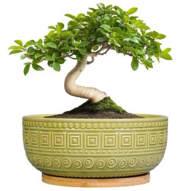 Imagem de Vaso de árvore de bonsai G EP Gardening Ceramic 20 cm com drenagem ver