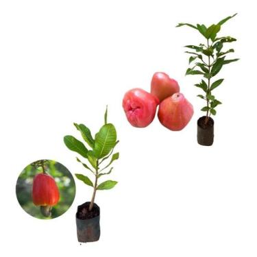 Imagem de Kit 2 Mudas - 1 Jambo Roxo + 1 Caju Anão Vermelho - AMK - Jardinagem e