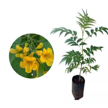 Imagem de Muda De Ipê Mirim - Ideal Para Jardins - AMK - Jardinagem e Paisagismo