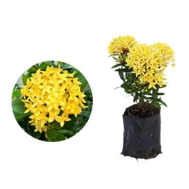 Imagem de Kit 50 Mudas de Mini Ixora Amarela 20 a 40cm Plantas Online - AMK Jard