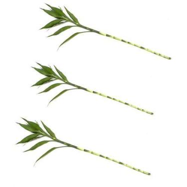Imagem de Kit com 3 Hastes de Bambu da Sorte (Grande) - Atraia Prosperidade e Sa