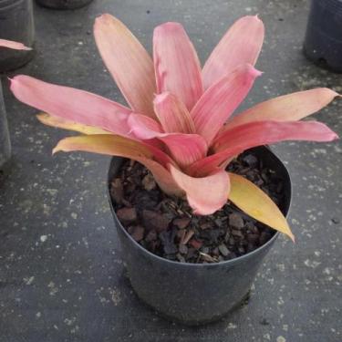 Imagem de Muda Bromélia vriesea hieroglyphica - Sitio Exótico