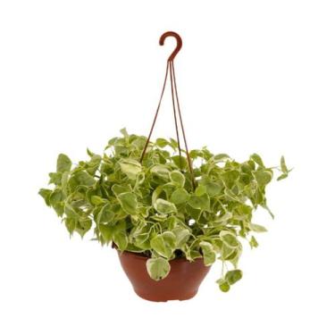 Imagem de Muda de Peperômia Filodendro Cuia 21 Planta Pendente - Velling Holambr