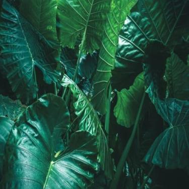 Imagem de Quadro Decorativo Folhagem Tropical Grande Estampa de Folhas Verde Escuro 40x40cm