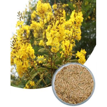 Imagem de 200 Sementes Nativa De Canafístula - Peltophorum Dubium