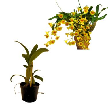 Imagem de Muda Orquidea Dedrobium Chrysotoxum Flor Amarelada Dourada Planta Exotica Natural Perfumadas Ideal Para Colecionadores