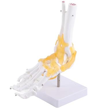 Imagem de Modelo anatômico de esqueleto de pé, articulação do pé, tamanho real, ligamento humano, tornozelo, display educacional, material de pvc, cor branca, 24x12x20cm
