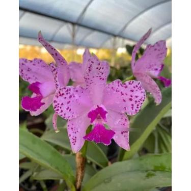 Imagem de Orquídea Cattleya Amethystoglossa Flor Grande
