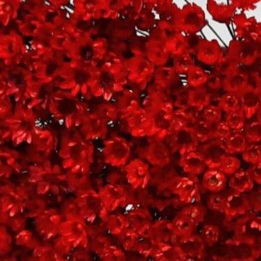 Imagem de 1000 Flores Sempre Vivas  COLORIDAS para casamentos e decoração - Viva