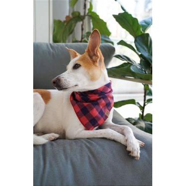Imagem de Bandana para Pet - Caruaru - BenDog, P